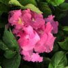 Hortenzie velkokvětá ‘Bouquet Rose’, 20-30 cm