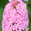 Motýlí keř – komule ﻿´﻿Pink Delight’ 20-30 cm.