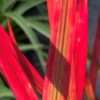 Lalang ‘Red Baron’ květník 0,5l