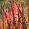 Lalang ‘Red Baron’ květník 0,5l