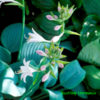 Bohyška ‘Fragrant Blue’, květník 0,5l