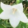 Boubelka ‘Astra White’ květník 0,5l