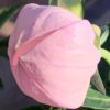 Boubelka ﻿´﻿Astra Rose’ květník 0,5l