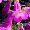 Dračík Arabesque Violet květník 0,5l
