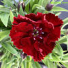 Hvozdík Clarion Deep red květník 0,3l