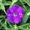 Hvozdík Clarion F1 Blue květník 0,5l
