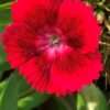 Hvozdík ‘Black Cherry’ květník 0,5l