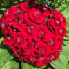 Hvozdík ‘Black Cherry’ květník 0,5l