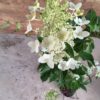 Hortenzie latnatá ‘Grandiflora’