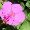 Kakost ‘Vision Pink’ květník 0,5l