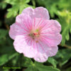 Kakost ‘Vision Pink’ květník 0,3l