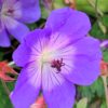 Kakost ‘Vision Violet’ květník 0,33l