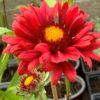 Kokarda ‘BURGUNDER’ květník 0,5l