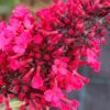 Motýlí keř – komule ‘Prince Charming’ – jasně červený květ, 40-60 cm.