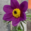Koniklec ‘Blue Violet’ květník 0,3l