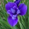 Kosatec sibiřský ‘Ego’ – modrý květ, květník 0,5l