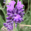 Levandule AROMATICO BLUE květník 0,5l