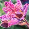 Liliovka PURPLE BEAUTY, květník 0,5l