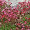 Lomikámen ‘Alpino Rose’ květník 0,3l
