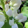 Lupina Vlčí bob ‘White’ květník 0,5l
