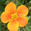 Mochna křovitá ‘Hopley’s Orange’ 20-30cm
