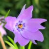 Plamenka ‘Blue’ květník 0,3l