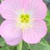 Pupalka ‘Siskiyou Pink’, květník 0,5l
