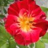 Růže žíhaná – červeno-růžovo-bílá ‘Hanabi’