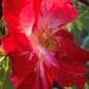 Růže žíhaná ‘Hanabi’,květník 1l