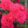 Růže červená mnohokvětá polyantka ‘Fairy Queen’
