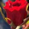 Růže KORDES ‘Gärtnerfreude’® květník 1l