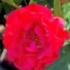 Růže ‘Gärtnerfreude’® květník 5l