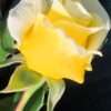 Růže KORDES žlutá ‘Lemon Fizz’® květník 5l