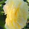 Růže KORDES žlutá ‘Solero’® květník 1l