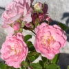 Růže růžová plnokvětá půdopokryvná ‘Lovely Fairy’