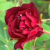 Růže červená plnokvětá ‘Red Cascade’