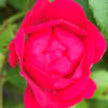 Růže červená plnokvětá ‘Red Fairy’