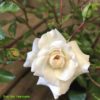 Růže bílá půdopokryvná ‘Swany’