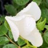 Růže bílá plnokvětá ‘White Fairy’