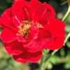 Růže ‘Alexandria’, květník 1l