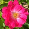 Růže růžová ‘Dolomiti’® květník 1l