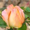 Růže meruňková KORDES ‘Aprikola’