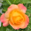 Růže meruňková ‘Aprikola’® květník 1l