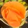Růže KORDES meruňková ‘Aprikola’® květník 1l