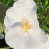 Růže bílá půdopokryvná KORDES ‘Escimo’