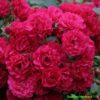 Růže tmavě růžová KORDES ‘Gärtnerfreude’