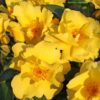 Růže žlutá půdopokryvná KORDES ‘Lemon Fizz’