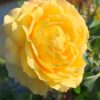 Růže oranžová plnokvětá KORDES ‘Portoroz’