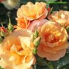 Růže oranžová plnokvětá KORDES ‘Portoroz’