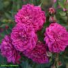 Růže fialová plnokvětá KORDES ‘Purple Rain’